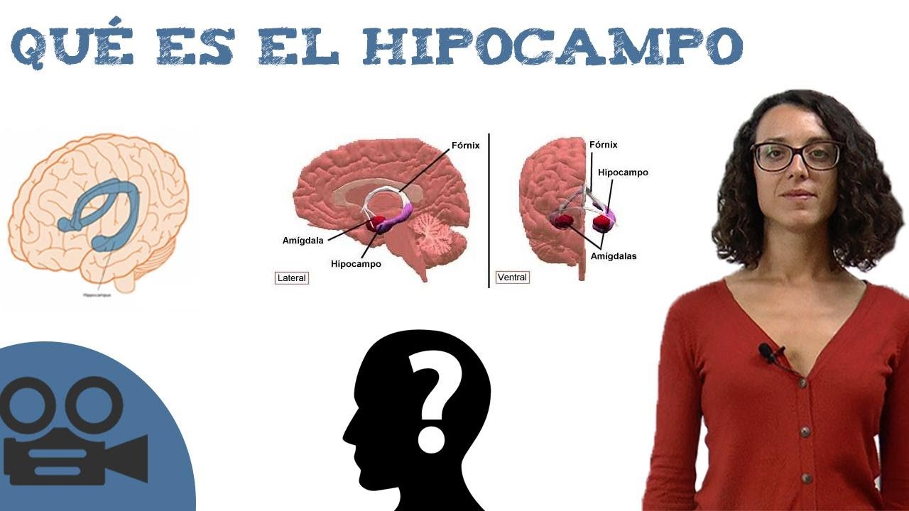 Qu&eacute; es el hipocampo