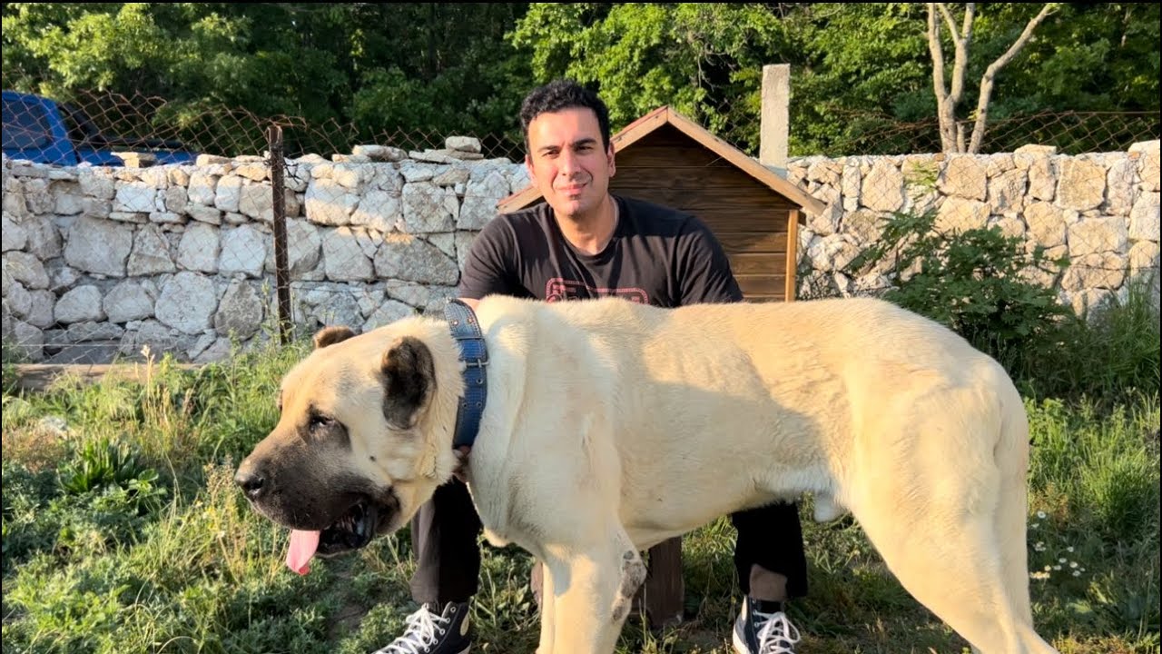 Türk Çoban Köpeklerinin değeri ? Hasta köpeğimiz Toramanın son durumu.