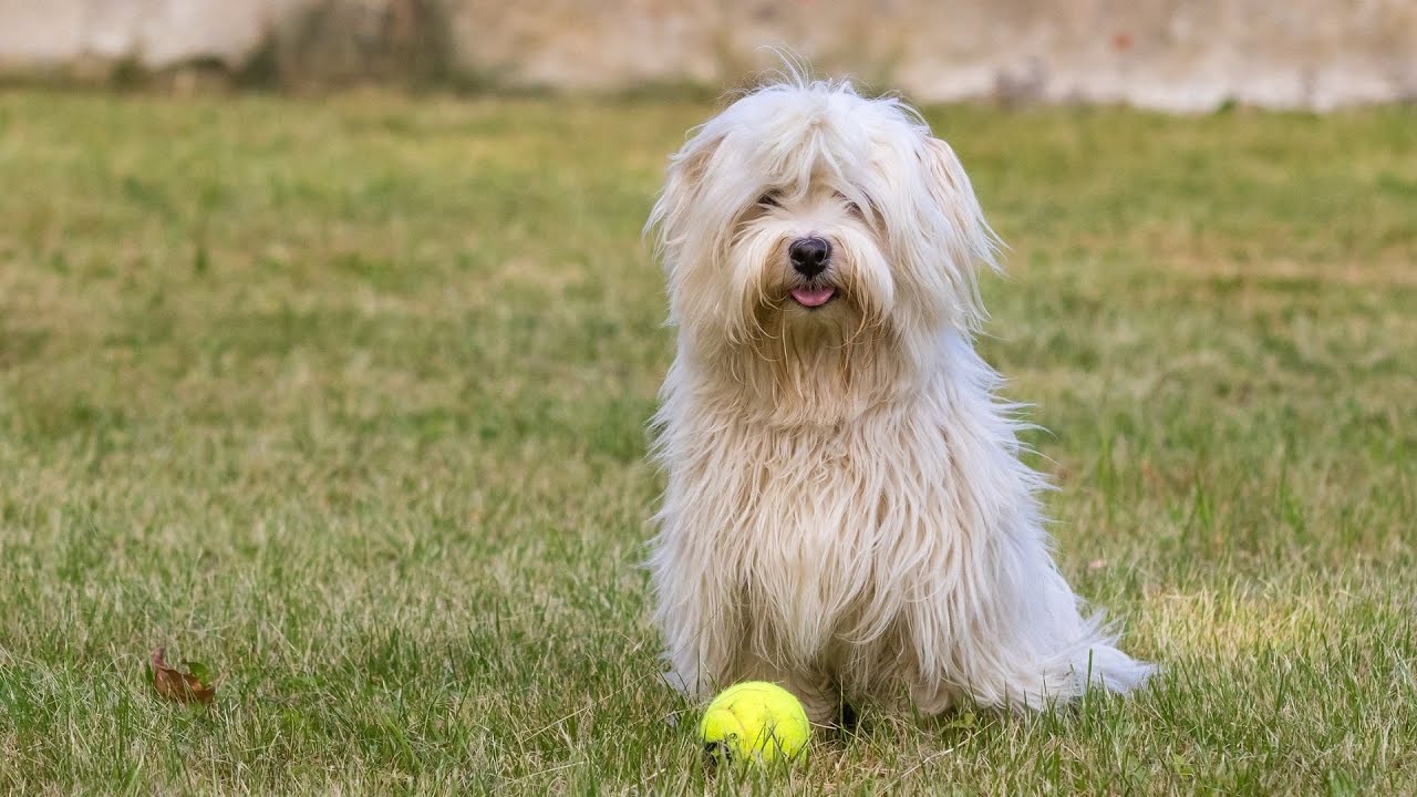 Havanese Intelligence: Training Tricks and Games