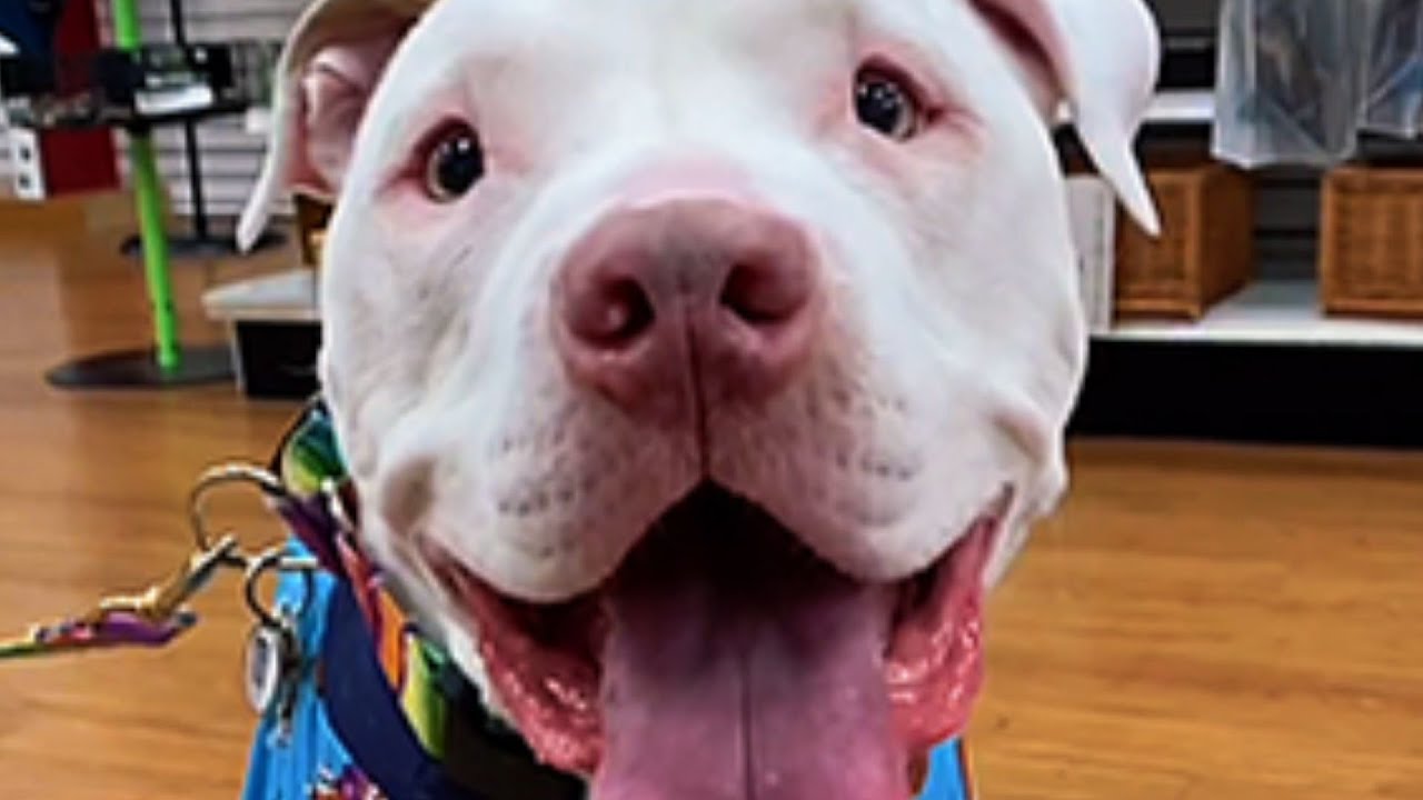 Homeless Dog Was Too Scared to Go Outside After Finding Love — What Happened Next Changed Everything