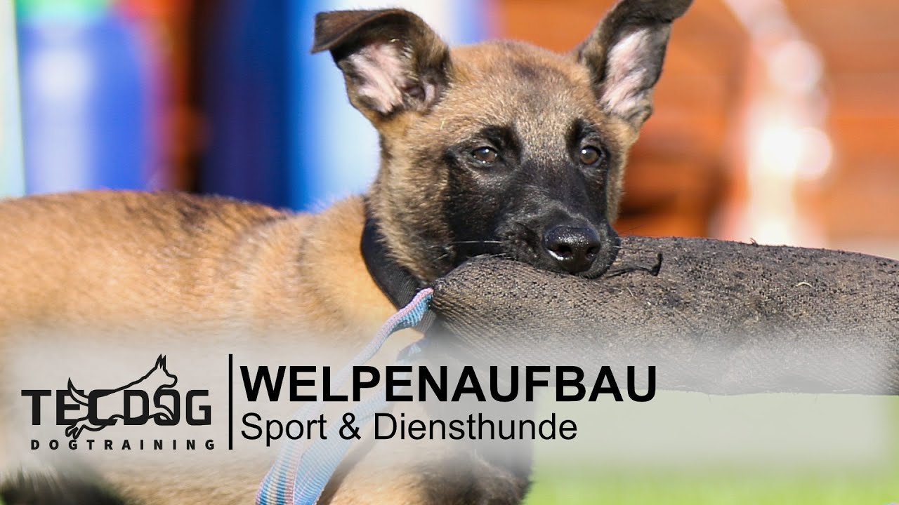 007_Live_ Welpenaufbau Sporthund / Diensthund