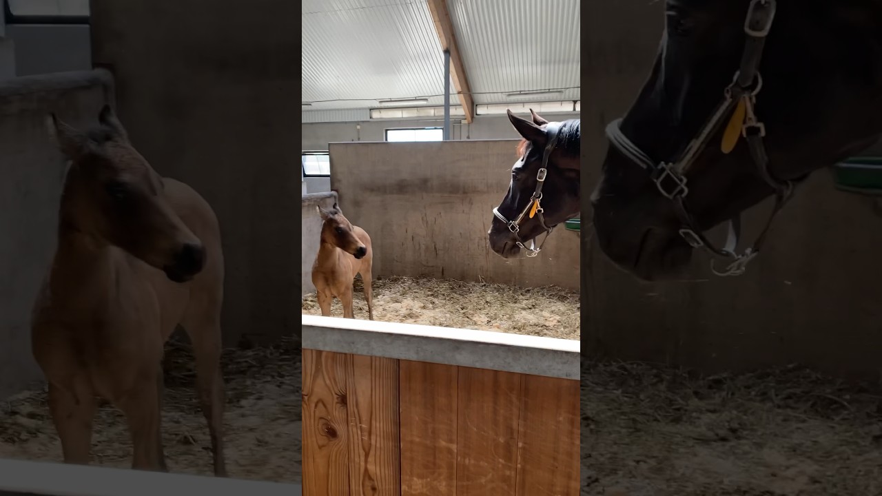 See the foal PROTECT her mother!🔥 Against a VERY big horse😜 #shorts #horse #funnyhorse