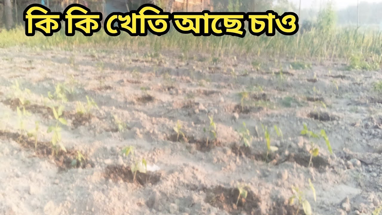 কি কি খেতি কৰিছোঁ চাও আহক।। MRINAL'S VLOG।।