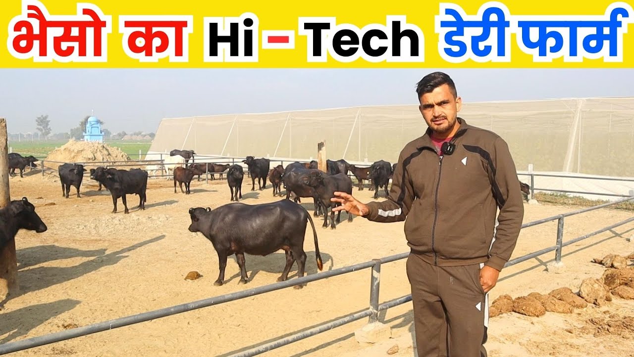 40 भैसो का शानदार  डेरी फार्म II Dairy Farm II Dairy farm business II Milk