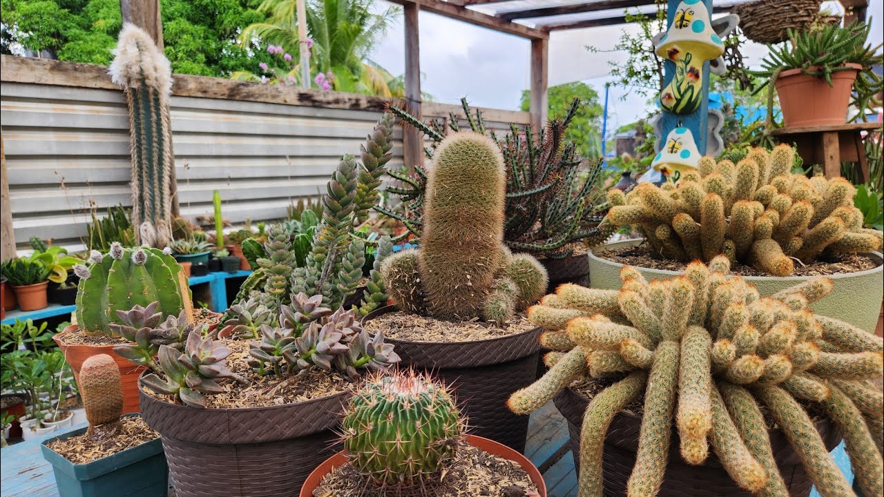 TRASPLANTANDO CACTUS 🌵 LO NECESITABAN.