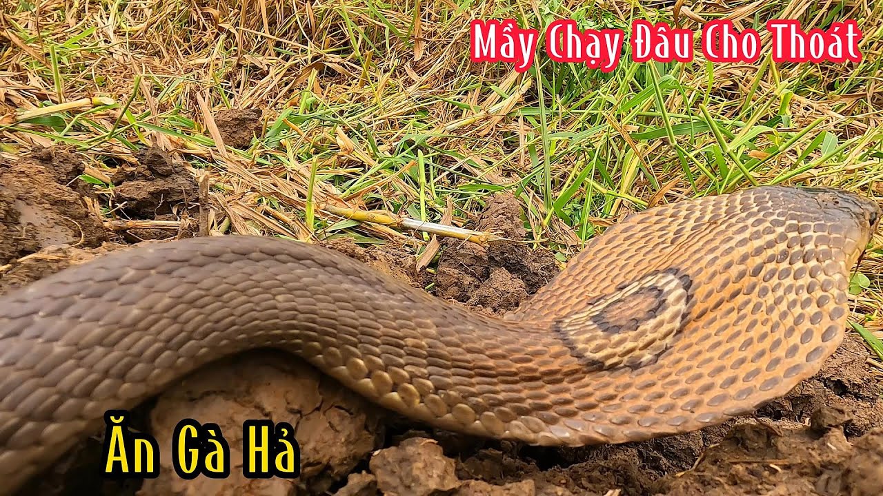Vì Mầy Mà Làm Chủ Nhà Rung Sợ Không Dám Ra Chuồng Gà | Mười Thương SB