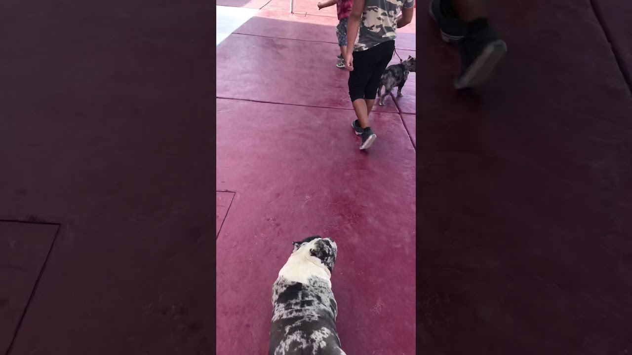 Bully ex&oacute;tico blue merle
