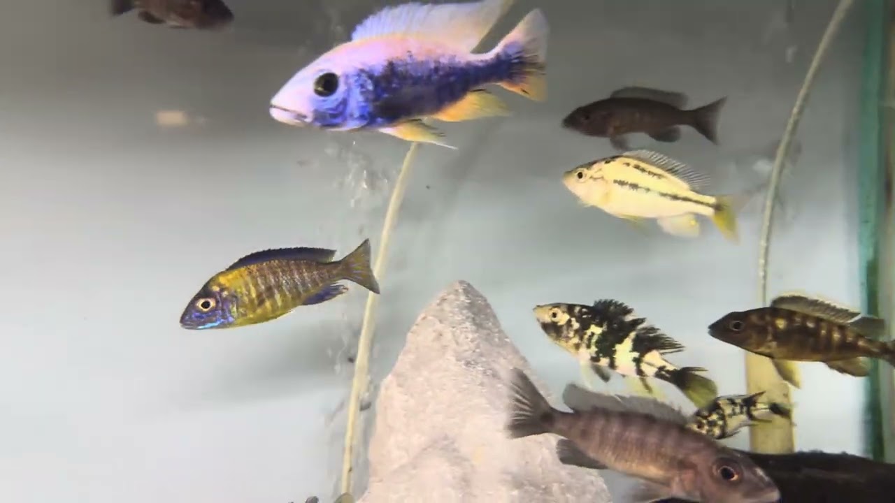 Breeding group walk through of African cichlids tank 1
