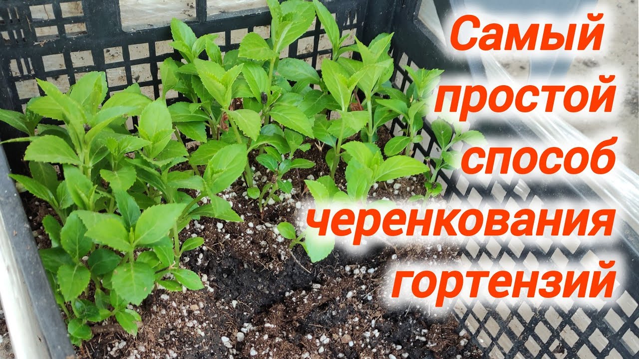 Самый простой и надёжный способ черенкования гортензий