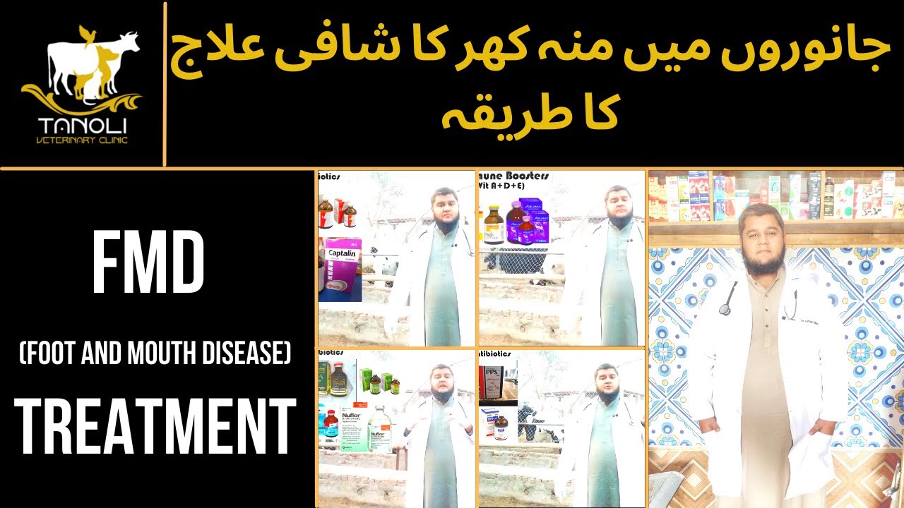 FMD (Foot and Mouth Disease)Treatment | Dr.Zulfiqar Tanoli | Tanoli Veterinary Clinic with Subtitles
