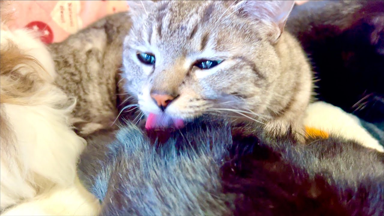 猫の臭いお尻を舐めすぎてしまった結果。。