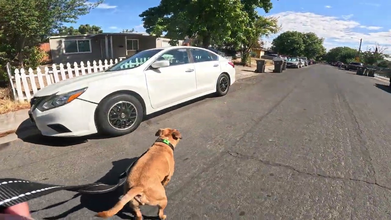 Walking My Pitbull 297