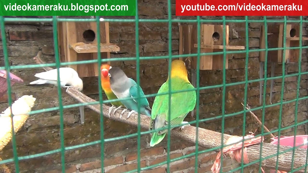 Lovebird Sounds 1 Hour High Quality Live Recording V11