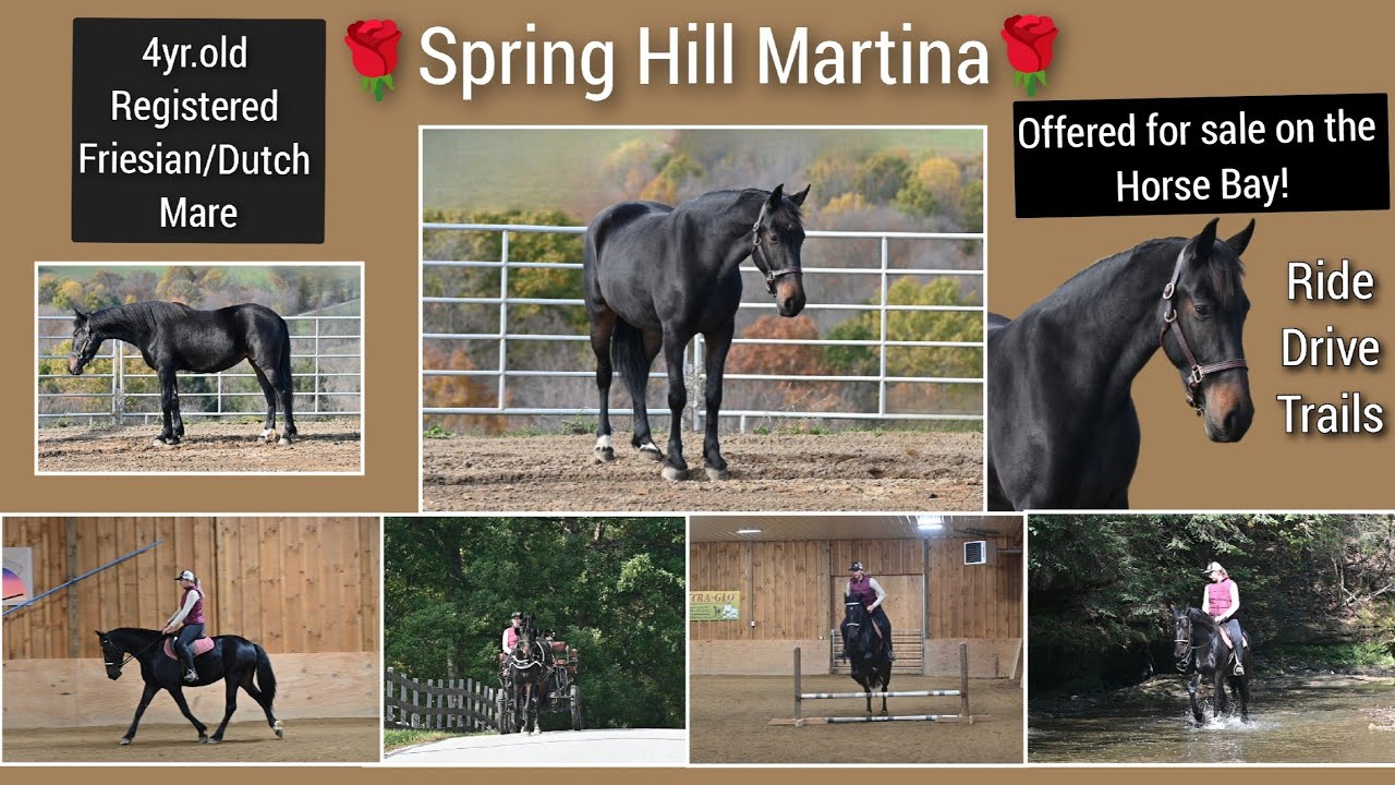 🌹 Spring Hill Martina 🌹 ‼️ Offered for sale on the Horse Bay  ‼️