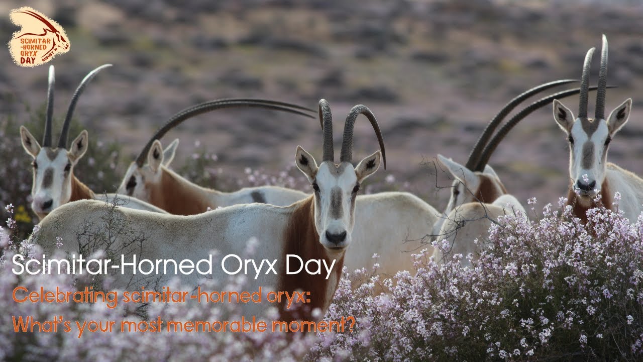 Celebrating scimitar-horned oryx: What's your most memorable moment?