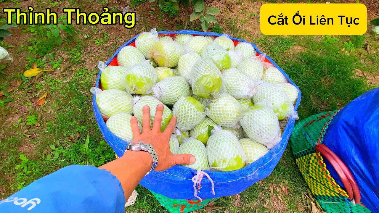 Ổi Chín Rồi Các Bạn Ơi - 3 Làn 4 Củ Khoai / 7749 nông trại của đông