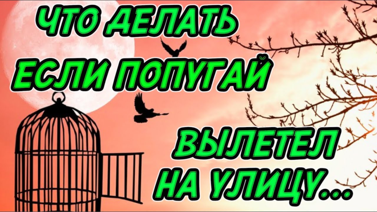 ЧТО ДЕЛАТЬ ЕСЛИ ВАШ ПОПУГАЙ ВЫЛЕТЕЛ НА УЛИЦУ  КАК ИСКАТЬ ПОПУГАЯ