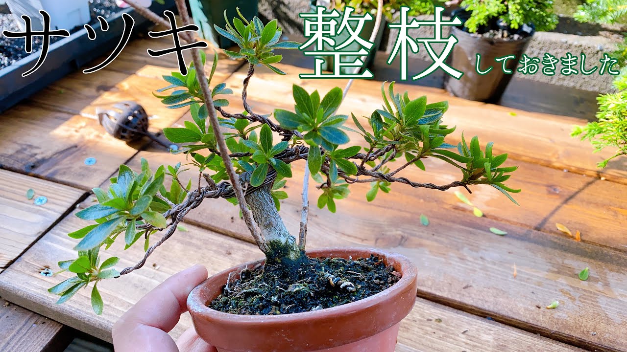 【SATSUKI】花が終わったサツキを剪定して整枝までやってみた