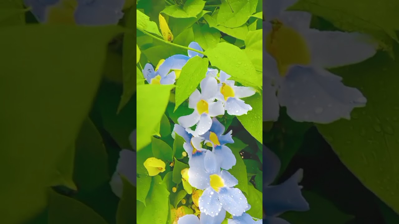 #nature