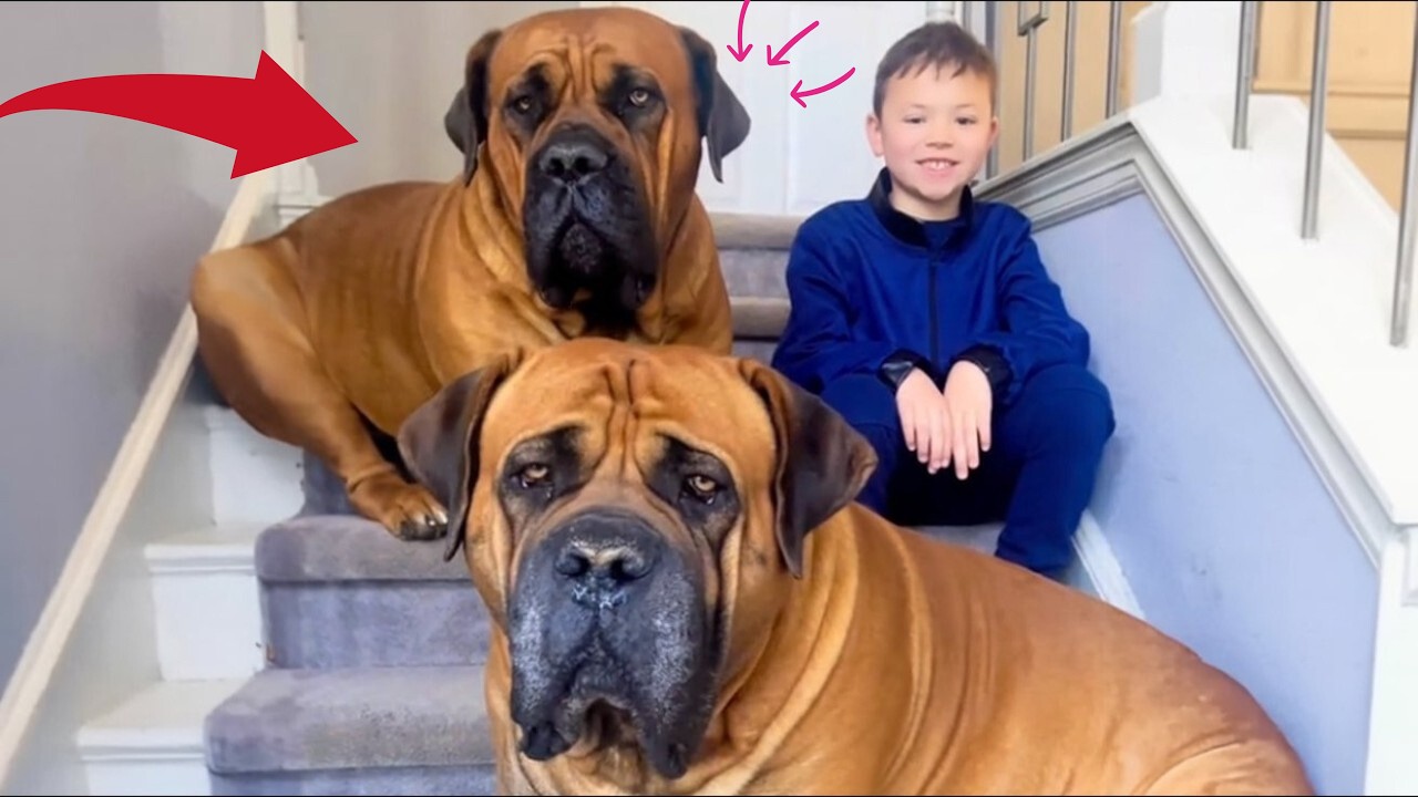 These Massive Boerboels Scared Everyone Until a Fearless Boy Showed Up