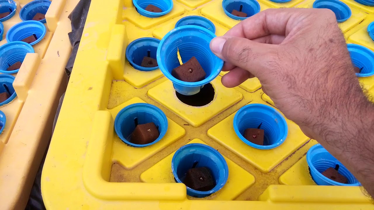 Semilleros hidroponía 2019