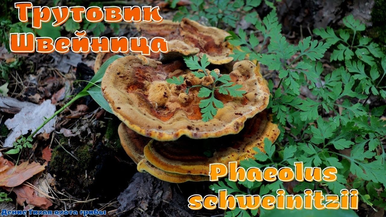 Феолус Швейница - ГРИБ КРАСИЛЬЩИКА | Phaeolus schweinitzii