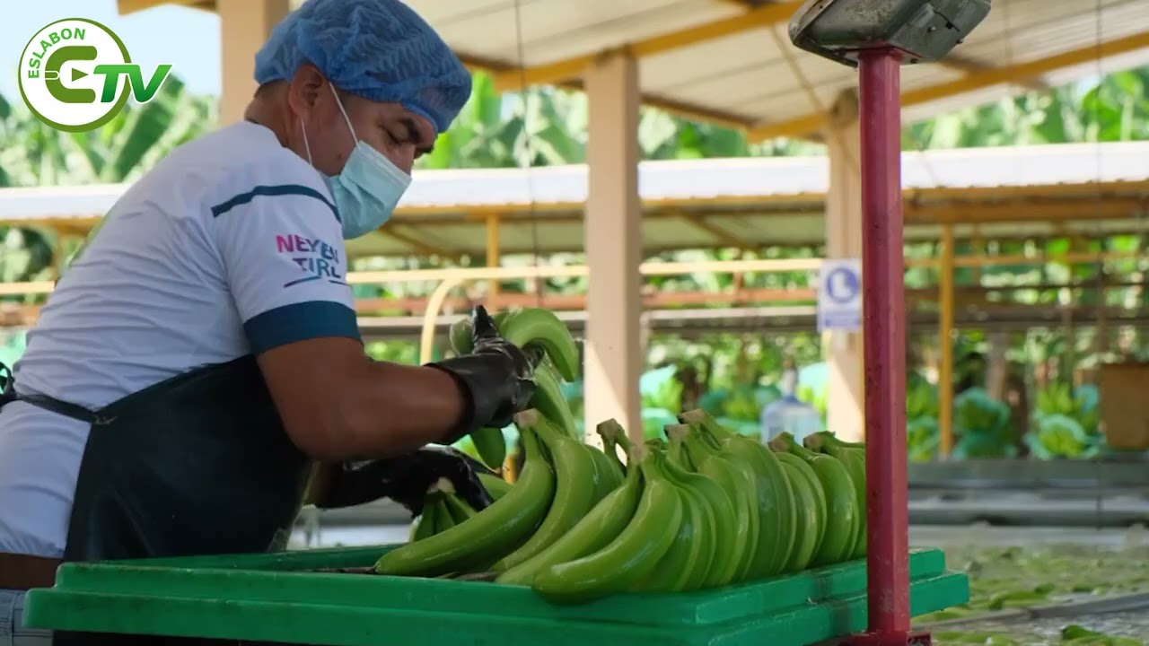 BANANO ECUATORIANO CELEBRA REDUCCIÓN ARANCELARIA EN EE. UU.