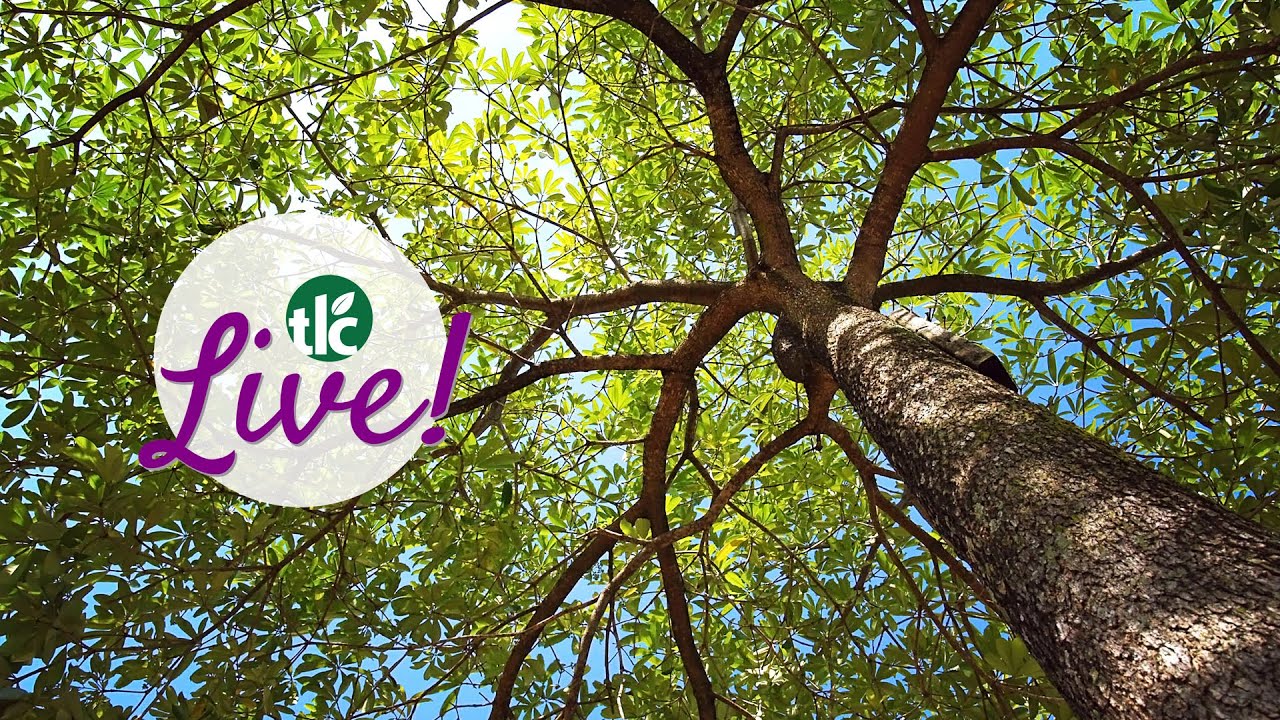 TLC Live | Oklahoma Shade Trees!