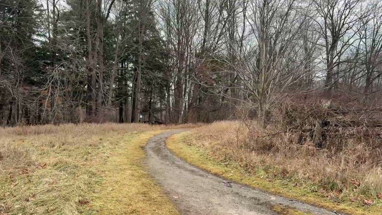 Open Field • Quiet Winter Walk