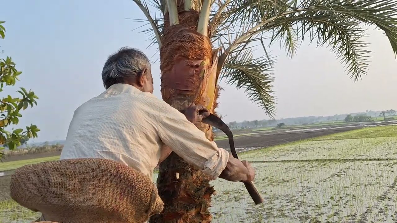 যশোরের খাঁটি খেজুরের গুড় ও পাটালি কিনুন চাষিদের থেকে || Dakghuri Vlogs 2026
