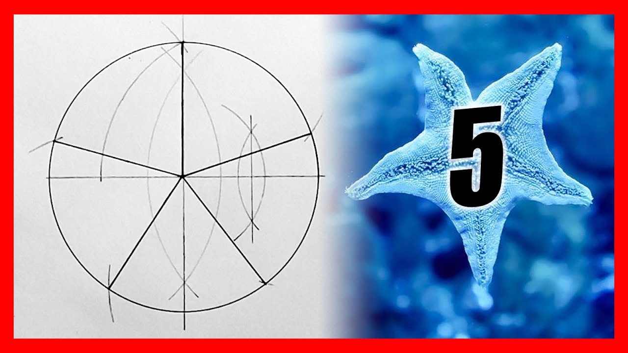 Como dividir un circulo en 5 partes iguales | Parte una circunferencia en cinco trozos