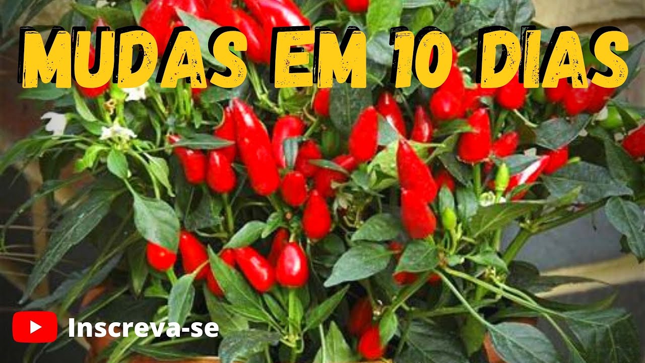 COMO GERMINAR SEMENTES DE PIMENTA/ COMO FAZER MUDAS DE PIMENTA | VEJA ESSE VÍDEO