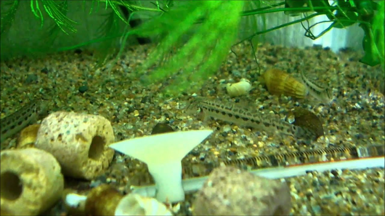 スジシマドジョウ Cobitis minamorii tokaiensis Nakajima (Japanese loach)