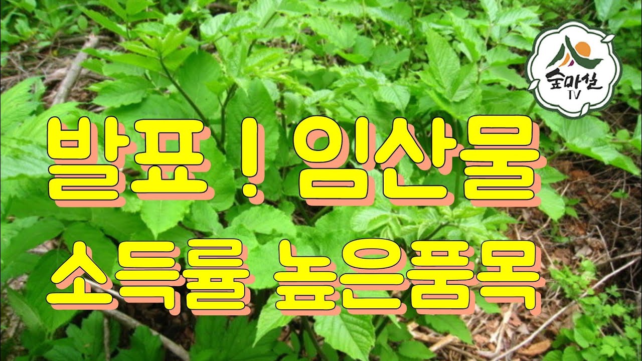 임산물 중 소득률 이 가장높은작물발표  산림 임업 농업 약용식물 임업후계자 약초방송 경북농민사관학교 귀농귀촌정보 약초 6차산업 치유농업 산림치유 임업멘토 약초재배 고사리 독활
