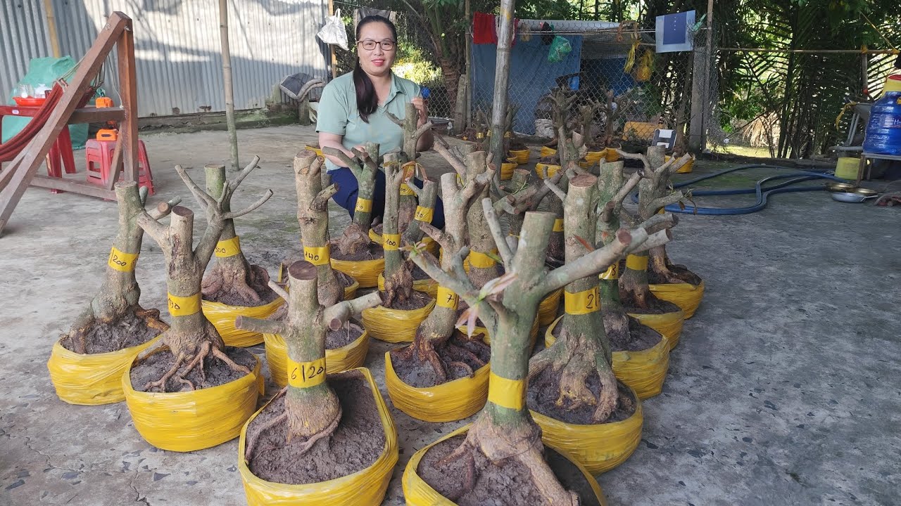 10/3.Dung.0383519488.Gl 20 phôi mai vàng giảo hạt thủ đức giá yêu thương 