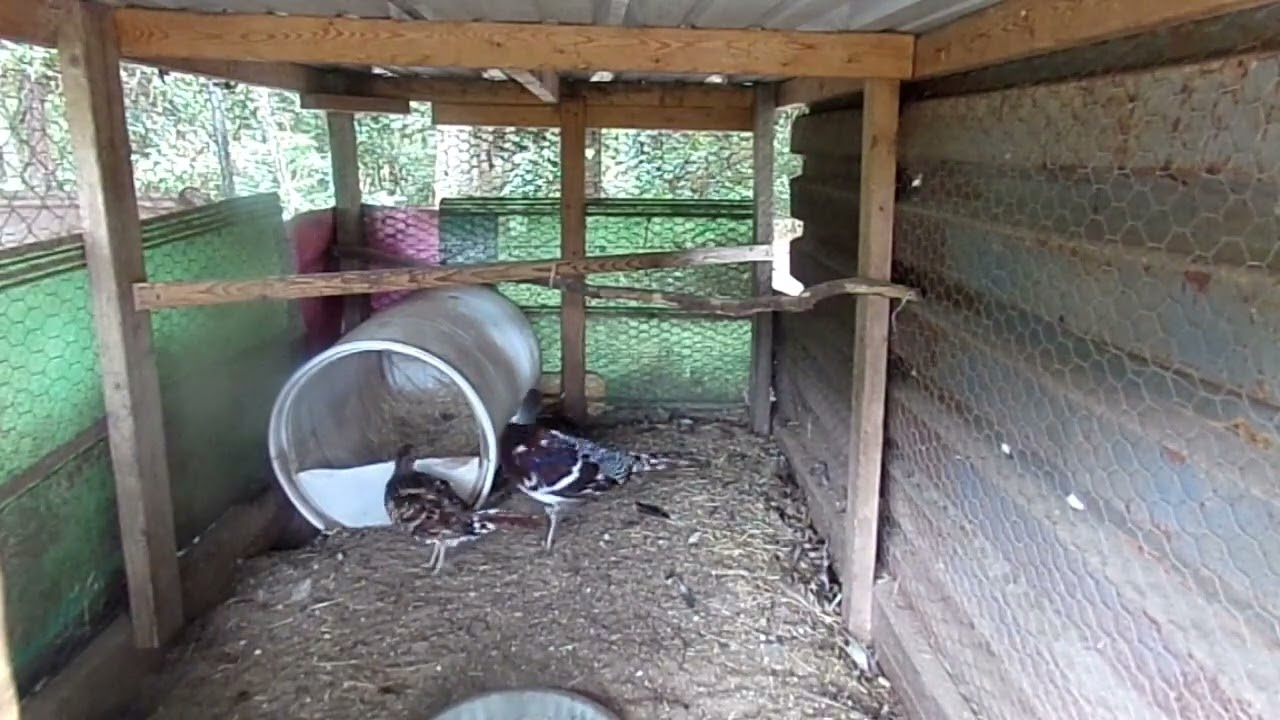 Elliots Pheasant