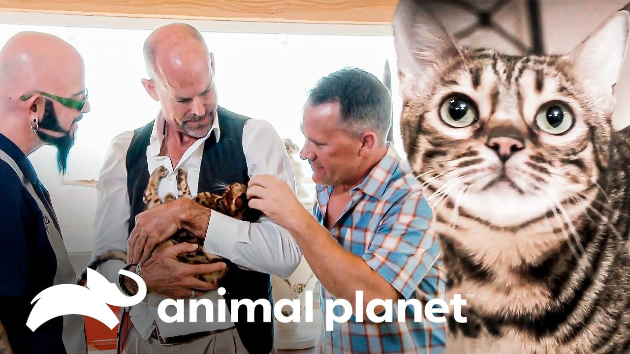 Uma linda gata-de-bengala é um problema para seus donos | Meu Gato Endiabrado | Animal Planet Brasil