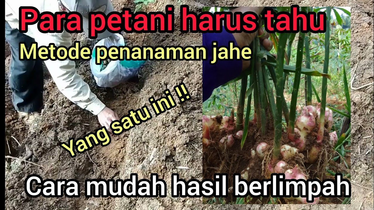 Cara menanam jahe di lahan terbuka //metode yang paling mudah di lakukan 