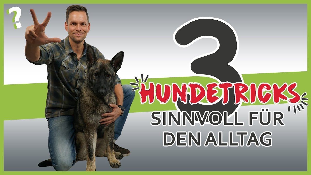 3 sinnvolle Hundetricks für den Alltag | Hundeerziehung