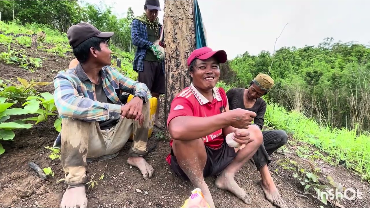စပါးခင်း ဘယ်လောက်ကျယ်ကျယ် ကျတော်တို့တော်ပေါ်သားတွေရဲ့အလုပ်အကိုင်🫶🏻