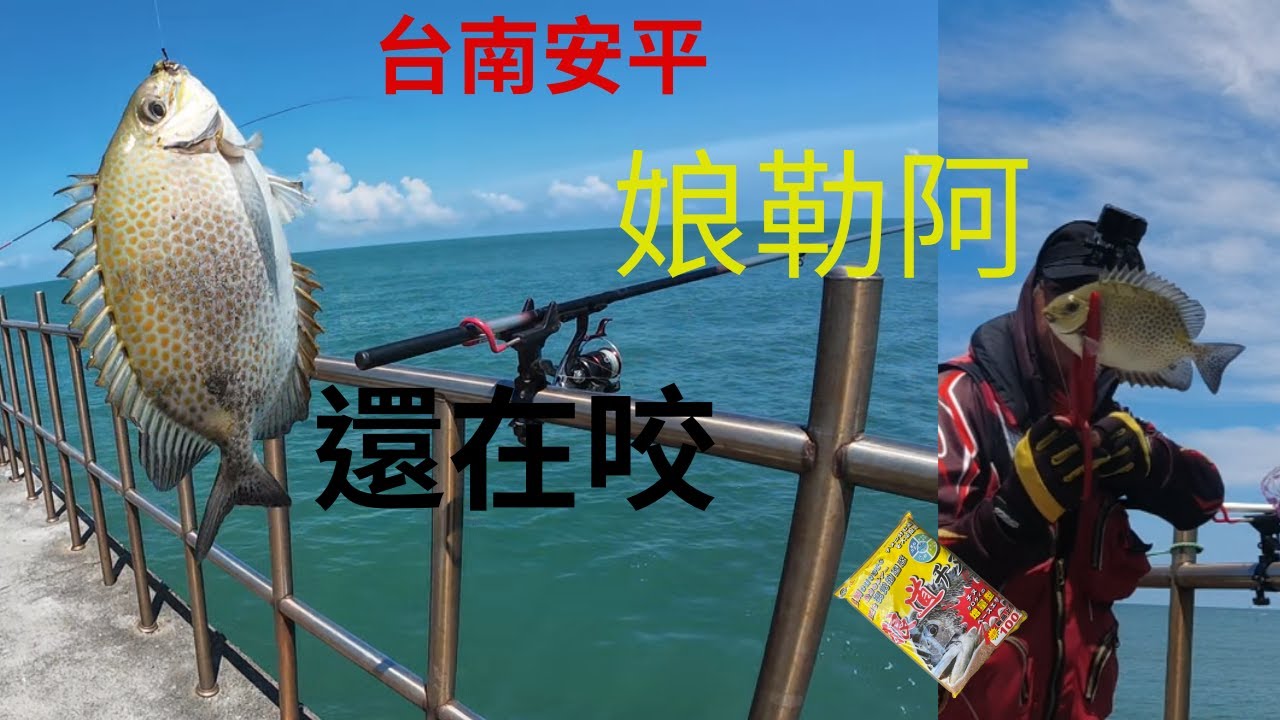 台南釣魚拿到新誘餌馬上測試直衝安平新北堤咬況還在繼續#星點臭肚 #臭肚 #吊阿都有 #練餌 #蘇信州 #fishing #クロダイ #감성돔 #ตกปลา #Su16888