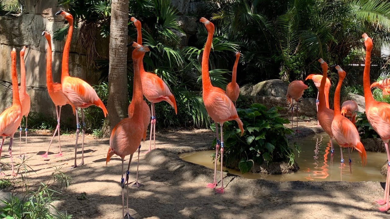 We Went Down To The Audubon Zoo! | New Orleans, Louisiana