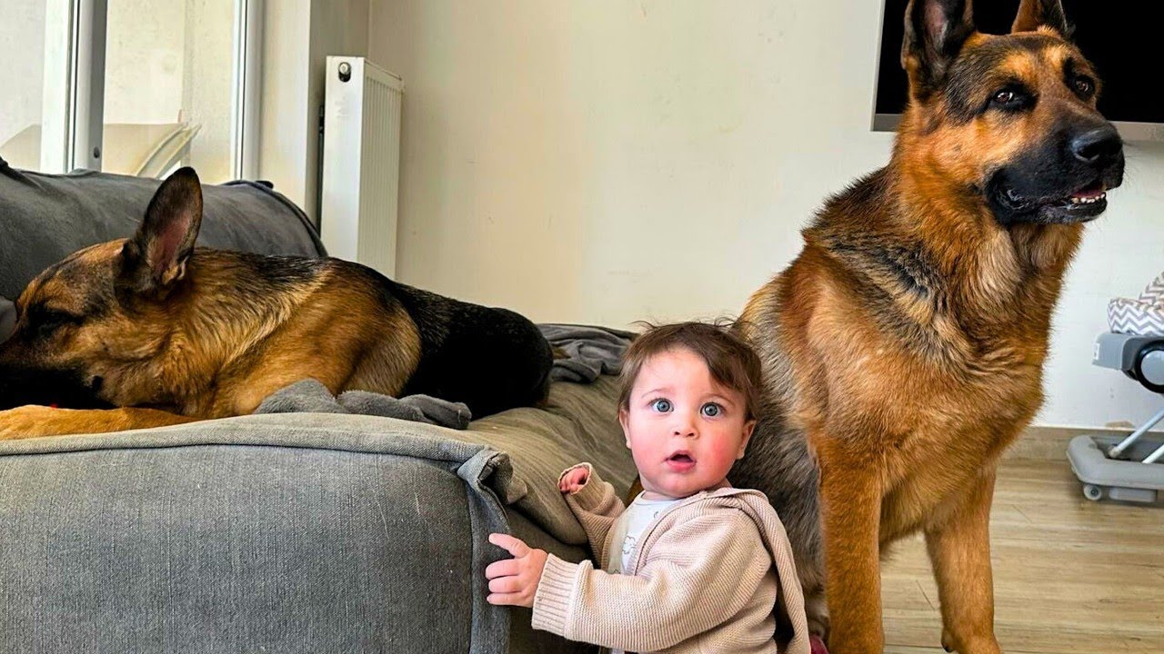 Nuestros tres pastores alemanes gigantes no pueden dejar de cuidar a nuestro hijo