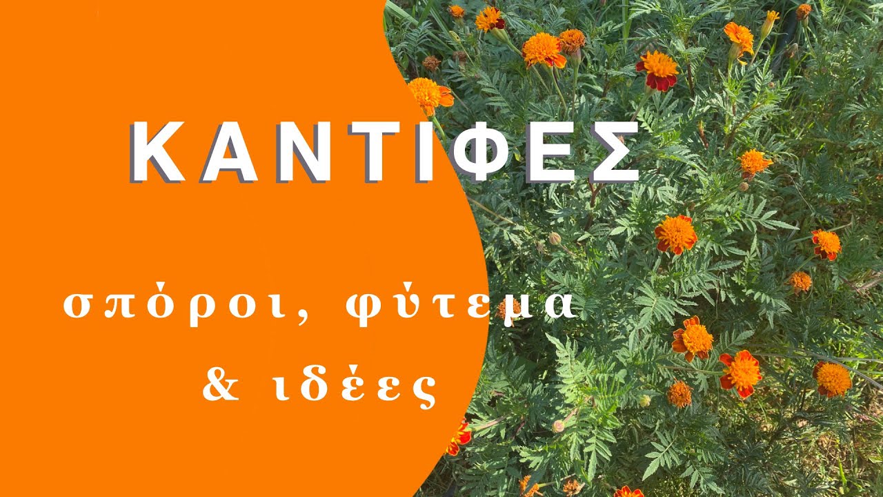 ΚΑΝΤΙΦΕΣ - Σπόροι, φύτεμα, ιδέες + ΔΩΡΟ