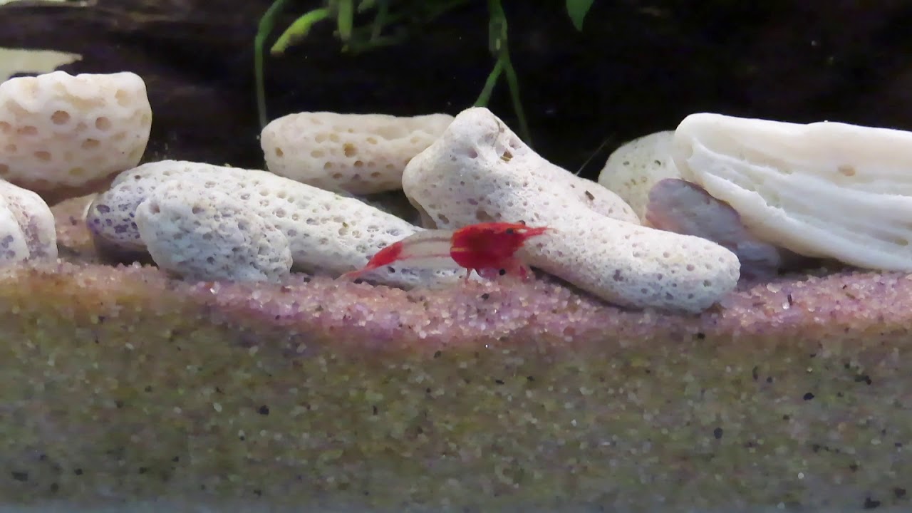 Red Rili Shrimp (HD)