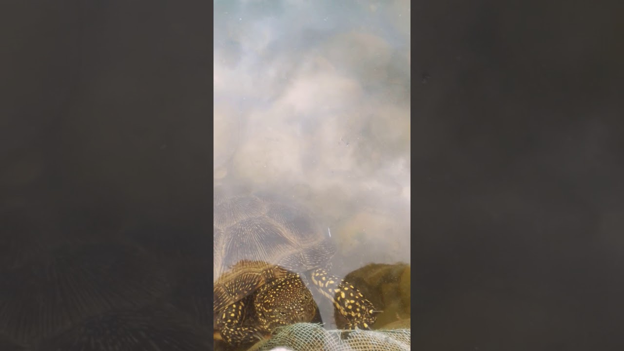 Моя черепашка Аркадий🐢🐾