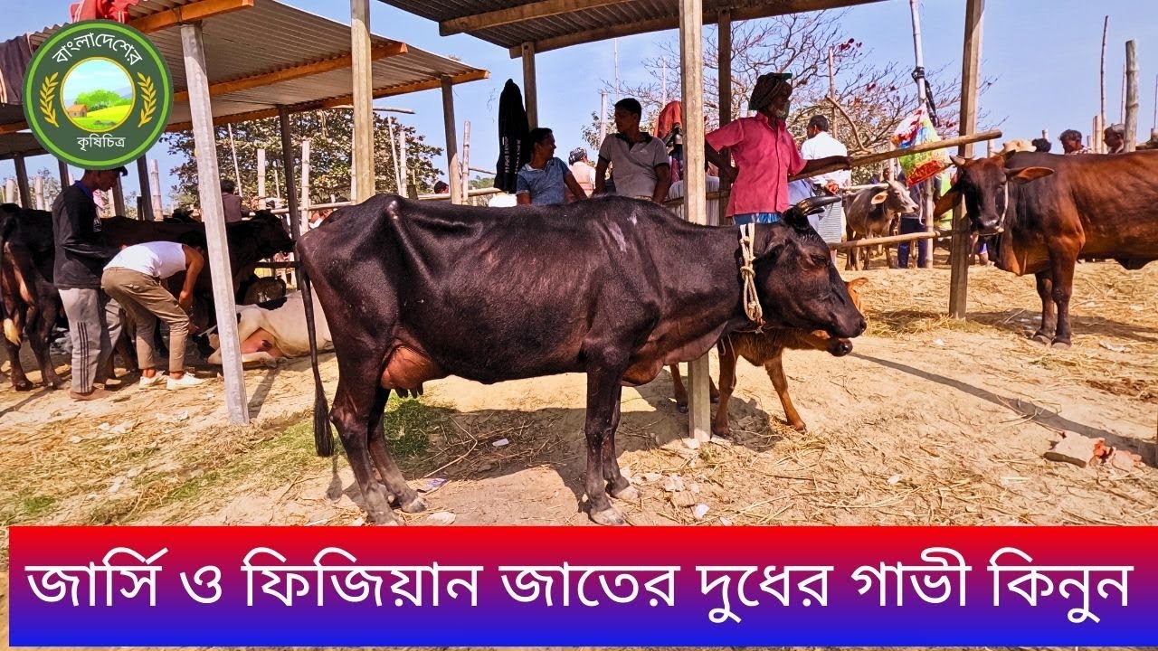 জার্সি ও ফিজিয়ান জাতের দুধের গাভী ষাঁড় বাছুর সহ কিনুন হযরত পুর হাট থেকে\#বাংলাদেশেরকৃষিচিত্র #