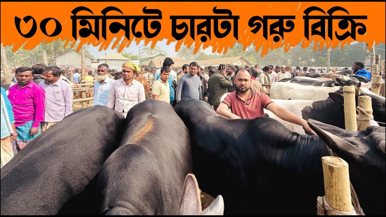 ১৭৬ - ৩০ মিনিটে চারটা গরু বিক্রি