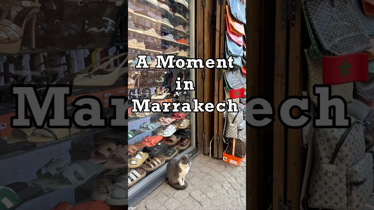 🇲🇦🐈Quiet Moments in Marrakesh✨