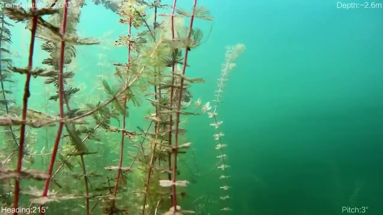 Die schöne Welt der Barsche // Unterwasser Drohnenaufnahme